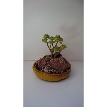 Rostlina