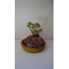 Rostlina