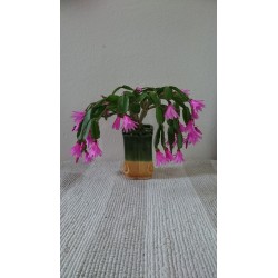 Rostlina