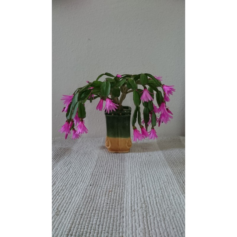 Rostlina