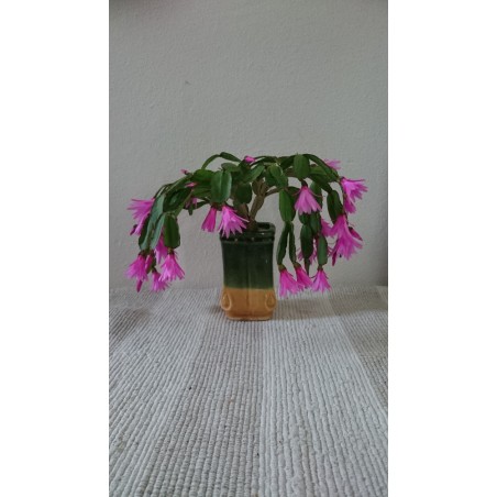 Rostlina