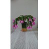 Rostlina